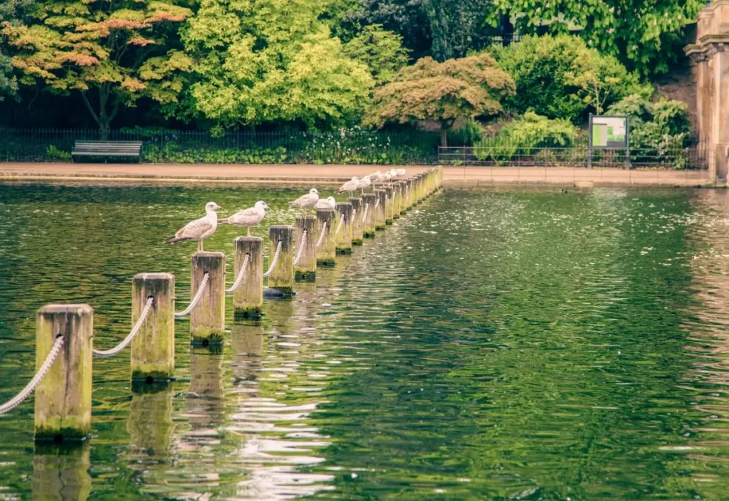 A peaceful, shimmering lake in a leafy London park, with seagulls, benches, and lush greenery