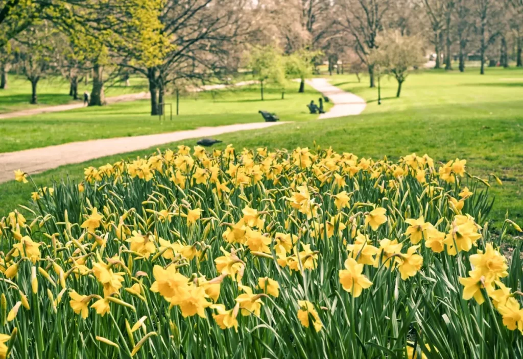 A patch of tall, bright yellow flowers blooming in a green park area on a sunny day 